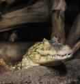 The Wildlife Conservation Society and other organizations released a new study recommending a disease screening program for farm-raised caiman (including broad-snouted caiman) in ranching facilities in Argentina to ensure the safety of people and wildlife alike.