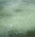 This is a dense bloom of jellyfish (<i>Aurelia aurita</i>) in the York River, a tributary of Chesapeake Bay.