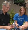 Kevin Moeller, PhD, professor of chemistry in Arts & Sciences at Washington University in St. Louis, holds an electrochemical cell and Alison Redden, a graduate student in chemistry holds a photovoltaic cell. Connecting the two provides a way of running the oxidation reactions that play a key role in organic-molecule synthesis without producing toxic byproducts or relying on a dirty source of energy.