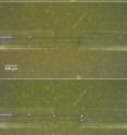 The top image shows the polymer filament connecting the glass fibers in the sensor. The middle image shows where the filament has snapped off. The bottom image shows where the resin has rushed into the gap, been exposed to UV light and reconnected the filament -- effectively repairing itself.