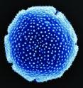 Researchers ascertained the exact species of plants that existed on the Antarctic Peninsula over the past 36 million years during a three-year examination of thousands of grains of fossilized pollen, including this grain from the tree <i>Nothofagus fusca</i>.