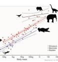 The y-axis is an index of the amount of blood flow through the foramen in relation to the body size of mammals (red), reptiles (blue) and dinosaurs (orange-red). The y-axis is an index of the amount of blood flow through the foramen in relation to the body size of mammals (red), reptiles (blue) and dinosaurs (orange-red).