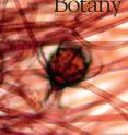 This is the July 2011 issue of the <i>American Journal of Botany</i>.