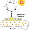 Schematic showing the chemical design of maltodextrin-based imaging probes, which have been used to detect bacterial infections in animals with high sensitivity and specificity. The probes are composed of maltohexaose conjugated to a fluorescent dye. They are internalized at a high rate by bacteria through the maltodextrin transport pathway as a glucose source.