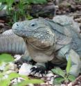 This is an adult Grand Cayman blue iguana on its namesake island. Decimated by a combination of habitat destruction, car-related mortality, and predation by introduced cats and dogs, the reptile numbered between 10-25 individuals by 2002. A recovery program -- assisted by health experts from the Bronx Zoo -- has brought the number of free-ranging iguanas within Grand Cayman's protected areas to more than 500 animals.