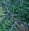 Hemlock woolly adelgids feed at the base of hemlock needles, depriving the tree of food and eventually killing it. Hemlock woolly adelgids feed at the base of hemlock needles, depriving the tree of food and eventually killing it.