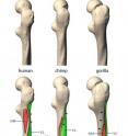 During human-chimp evolution, the hip extensor muscle glutaeus maximus (GM) has "moved" from below to above a conspicuous bony crest (black arrowheads). In gorillas the GM muscle is situated below the crest, together with the vastus lateralis muscle.