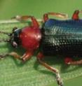 The cereal leaf beetle, <I>Oulema melanopus L.</I>, is an introduced insect pest of small grains first recorded in the United States in the early 1960s. Since its introduction from Europe or Asia into Michigan, cereal leaf beetle has rapidly spread and can now be found in most states. Cereal leaf beetle feeds on numerous species of grasses and is considered a major pest of oats, barley, and wheat.