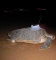 This is an Olive ridley turtle fitted with satellite-relayed data logger in French Guiana. This is an Olive ridley turtle fitted with satellite-relayed data logger in French Guiana.