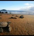 These are Olive ridley turtle hatchlings in French Guiana. These are Olive ridley turtle hatchlings in French Guiana.