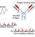 One UV photon is absorbed by the antibody and the disulfide bridge is opened, thereby forming thiol groups. Their interaction with the gold surface leads to an oriented Fab region so that the upside down position (circled in the right side of the picture) is hampered and the antigen binding is more effective. One UV photon is absorbed by the antibody and the disulfide bridge is opened, thereby forming thiol groups. Their interaction with the gold surface leads to an oriented Fab region so that the upside down position (circled in the right side of the picture) is hampered and the antigen binding is more effective.