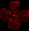 Blood vessels (shown in red) in a mouse retina that is missing the p75NTR protein. Black areas indicate a lack of blood vessels in the absence of p75NTR. Dr. Akassoglou's lab found that p75NTR was critical for kick-starting increased blood vessel production during hypoxia.