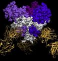 The new research shows how an antibody neutralizes the deadly Sudan virus.