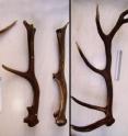 This is three broken antlers and an intact one. The weakening is due to manganese depletion.