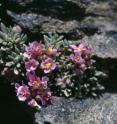 This alpine species (<i>Nevadensia purpurea</i>) could disappear from some European mountains in the next few decades.