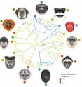 This image shows faces of adult male primates from Central and South America. Warmer colors indicate higher complexity in facial color patterns. Species shown are: (1) <i>Cacajao calvus, </i>(2) <i>Callicebus hoffmansi,</i> (3) <i>Ateles belzebuth,</i> (4) <i>Alouatta caraya,</i> (5) <i>Aotus trivirgatus,</i> (6) <i>Cebus nigritus,</i> (7) <i>Saimiri boliviensis,</i> (8) <i>Leontopithecus rosalia,</i> (9) <i>Callithrix kuhli,</i> (10) <i>Saguinus martinsi</i>, and (11) <i>Saguinus imperator.</i>