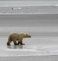 A polar bear walks along an expanse of open water at the edge of Hudson Bay near Churchill, Manitoba, in 2011.  The bears need pack ice to hunt for food, primarily seals, but climate change brings open water more often than it used to. Polar bears have been listed as a threatened species.