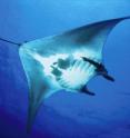 Researchers from the Wildlife Conservation Society, the University of Exeter, and the Government of Mexico have published the first-ever satellite telemetry study on the manta ray, the world’s largest ray species. The findings will help inform ecosystem-based management plans for the rays, which are in decline worldwide due to fishing and accidental capture.