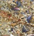 This is a reticulated dragonet, a new species in Sweden, well-camouflaged against the seabed in the Väderöarna.