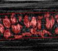 An in vivo image shows red blood cells within a microvessel.  The area occupied by red blood cells in the images can be used to calculate the percent volume of red blood cells, a key measurement for many medical diagnoses.