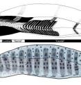 <i>Tarrasius problematicus,</i> a 345-million-year-old eel-like fish, had a surprisingly human-like spine, new research from the University of Chicago reveals.