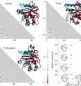 This image shows molecular structures and matrix presentation for ubiquitin C-terminal hydrolases from (A) human, (B) yeast, and (C) <i>P. falciparum </i>plasmodium cells form the same knotting motif.