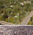 These are views of vegetation in summer and winter of suburban Minneapolis landscapes from the 500 foot tall KUOM radio tower where measurements for the study were made.