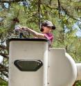 Emily Peters measures photosynthesis
on trees in a suburban neighborhood
from an aerial lift truck.