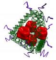 The Biodesign research team tethered onto separate pyramid-shaped and branched DNA structures (shown in green) a model immune stimulating protein called streptavidin (STV, shown in red) and immune response boosting compound called an adjuvant (CpG oligo-deoxynucletides, shown in purple) to make their synthetic vaccine complexes.
