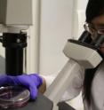 Xiaowei Liu examines cells to test whether DNA nanostructures could reside comfortably within the appropriate compartment of the cells and be stable for several hours -- long enough to set in motion an immune cascade.
