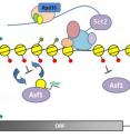 Histone reshuffling plays an important role in regulating gene expression. Histone reshuffling plays an important role in regulating gene expression.