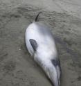 When two of the exceedingly rare spade-toothed whales washed up on a New Zealand shore, they were initially mistaken for the more common Gray's beaked whales (pictured here).