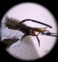 This image shows a honey bee feeding while conditioning.