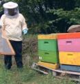This image shoes a scientist catching honey bees For tactile conditioning experiments.