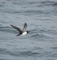 This thick-billed murre is part of a Bering Sea study published in <i>PLOS ONE</i> looking at the importance of prey "patchiness."
