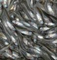 These juvenile pollock are critical prey for many species in the Bering Sea.