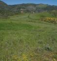 Native plants on a California reserve (in yellow bloom on mound at right in background) are found in a marginal, patchy habitat following invasion by exotic grasses (in green at foreground). Ecologists at the University of Toronto and ETH Zurich have found that, given time, invading exotic plants will likely eliminate native plants growing in the wild despite recent reports to the contrary.