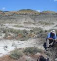 Team leader Paul Renne collecting a volcanic ash sample from a coal bed within a few centimeters of the dinosaur extinction horizon.