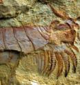 This is a <i>Chengjiangocaris kunmingensis</i> fuxinhuiid fossil revealing inside head. This is a <i>Chengjiangocaris kunmingensis</i> fuxinhuiid fossil revealing inside head.