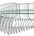 This is a reconstruction of <i>Chengjiangocaris kunmingensis</i> showing feeding limbs. This is a reconstruction of <i>Chengjiangocaris kunmingensis</i> showing feeding limbs.