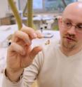 Clint Boyd, Ph.D., of the South Dakota School of Mines & Technology, holds a slide displaying a histological thin section through the femur, or thigh bone, of the juvenile dinosaur. Clint Boyd, Ph.D., of the South Dakota School of Mines & Technology, holds a slide displaying a histological thin section through the femur, or thigh bone, of the juvenile dinosaur.