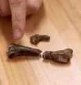 Clint Boyd, Ph.D., of the South Dakota School of Mines & Technology, points to a crocodyliform tooth embedded in the femur of a young dinosaur. Clint Boyd, Ph.D., of the South Dakota School of Mines & Technology, points to a crocodyliform tooth embedded in the femur of a young dinosaur.