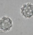 Phytoliths, these two from a palm tree, are microscopic bits of silica that that are all that remain of plant tissue once the plant dies and decays. Phytoliths can remain in soils for millions of years as a record of what kind of plants grew at a site.