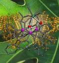 This illustration depicts a metal cluster prepared by the Agapie group at Caltech on a background of photosystem II, the protein complex that performs photosynthesis in leaves.