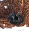 This image shows black bear cubs in study area.