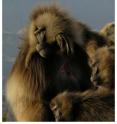 The vocal lip-smacks that geladas use in friendly encounters have surprising similarities to human speech, according to a study reported in the Cell Press journal <i>Current Biology</i> on April 8th. The geladas, which live only in the remote mountains of Ethiopia, are the only nonhuman primate known to communicate with such a speech-like, undulating rhythm. Calls of other monkeys and apes are typically one or two syllables and lack those rapid fluctuations in pitch and volume.