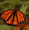 This is a monarch butterfly. Monarchs are plentiful in the spring in Canada and the U.S. Research from the University of Guelph has revealed new details on how they migrate thousands of miles.