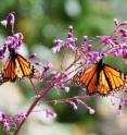 Monarch butterflies are plentiful in Canada and the U.S. each spring. Here, two monarchs are resting. New research from the U of Guelph reveals details of their migration journey from Mexico north.