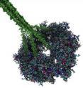 The 3-D molecular model of a plant cellulose synthase no longer remains elusive, thanks to research from NC State University.