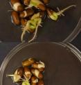 Bean seeds treated with hydrogen sulfide showed substantially more development at 96 hours after germination (top photo) than did the untreated control seeds (bottom). Bean seeds treated with hydrogen sulfide showed substantially more development at 96 hours after germination (top photo) than did the untreated control seeds (bottom).